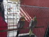 Cockatiel White face